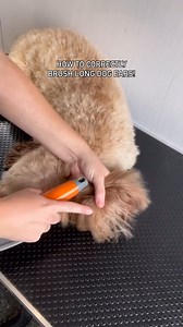 91K views · 417 reactions | Important tip! How to correctly brush long dog ears  | Wahl Animal USA | Facebook