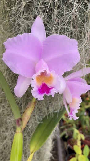 Cattleya trianae blooming at Olompali Orchids in Northern California, USA | Olompali Orchids