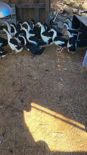 Our little Magpie ducklings are almost grown. It's hard to think that they're not yet 3 months old. The older ducks are hard to tell from the ducklings now. We love the "Rachel ducklings" have a special place in our hearts with their little tufts of feathers sticking out from their heads. Such a cute and adorable little genetic trait. What a great start to helping rebuild the population of this incredible breed. If you want to learn more about Magpie ducks, please let us know. We try to share ev