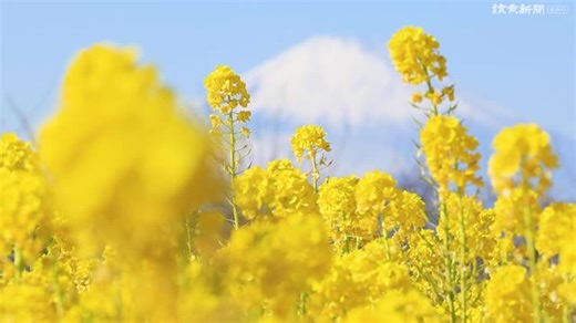 富士山背景に早咲きの菜の花満開…神奈川・二宮