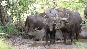 93K views · 8.5K reactions | The beauty of buffalo. They’re not...