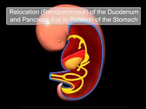 Development of the GIT