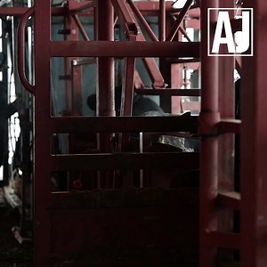 16 reactions | Forward progress. It's what drives us all. We want to push ourselves, our herd, our operations. In this month’s #AngusJournal, we celebrate the ability genomics have to propel our industry forward as we explore genetics and harness their potential. Don’t miss your copy of the Angus Journal, subscribe today at www.angusjournal.net | Angus Journal | Facebook