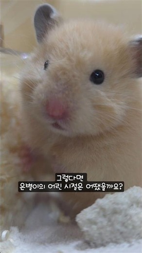 장난꾸러기 햄스터의 아기 시절은 어땠을까?