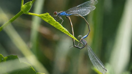 Close-up camera reveals a hidden world of insect behavior