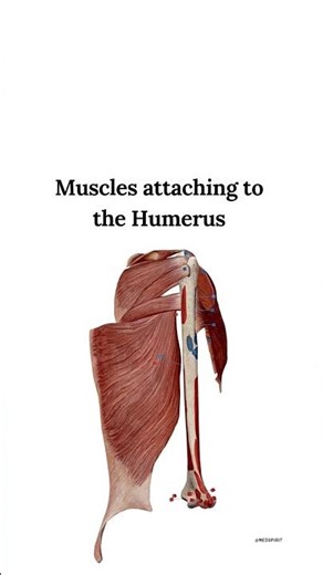 muscle attachment #humananatomy #anatomy #humerus #muscles #biology #humanphysiology #yt #education