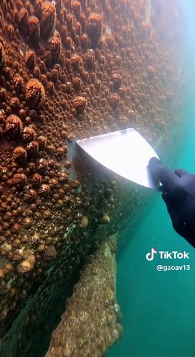 Satisfying Barnacle Removal for Boat Hull Maintenance