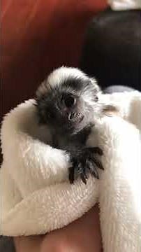 Cutest Baby Finger Monkey