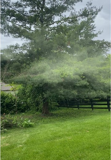 Understanding Pine Pollen and Its Benefits