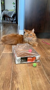 Whenever there’s a box lying around, Pudding will always find something to do with it. | The Oreo Cat