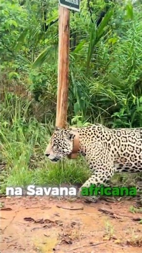 É Assim Que Uma Onça Sobreviveria na África! 🐆🌍