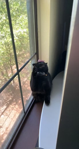 Playful Black Cat Batting at Sticky Note
