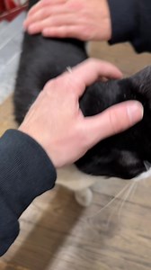 30K views · 369 reactions | The dumplings were 10/10 | MattyBRaps | Facebook