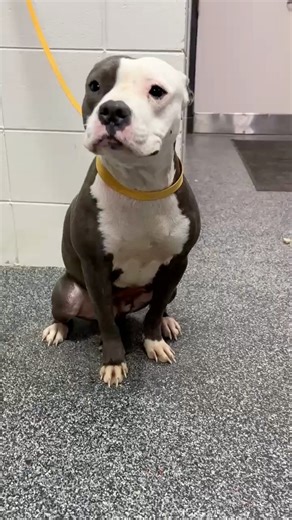 Meet Millie — about 1 year old and 43 lbs of pure sweetness. 💛 Millie is calm, gentle, and ready to be someone’s loyal companion. She has lived with other dogs and truly loves her canine friends, making her the perfect addition to a dog-friendly home. And don’t worry — she adores humans too, greeting everyone with love and warmth. This mellow girl is ready to find her forever home and share all her love with a family who will cherish her. Could that be you? Adoption Fee: $85 Includes: • Spay/Ne