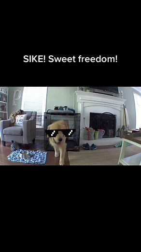 Milo_the_goldenpup on TikTok
