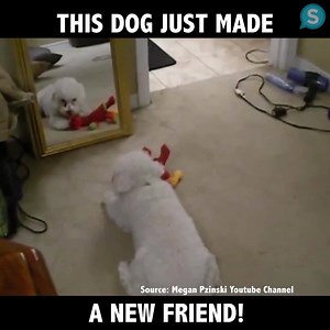 This dog just made a new friend! | Animal Channel