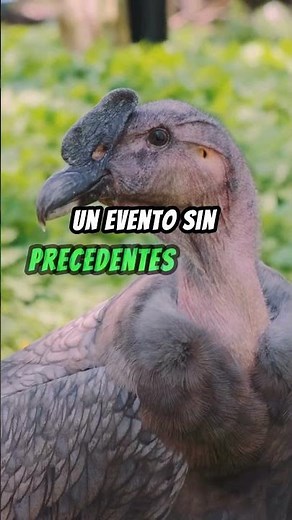 Reproducción sin Sexo Explorando Casos de Partenogénesis en la Vida Silvestre Parte 9 #curiosidades