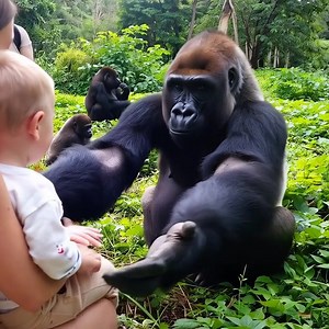 125K views · 4K reactions | Did This Silverback Gorilla Just Try to...