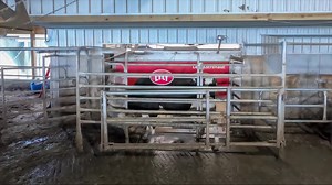 Don’t miss your chance to save $5,000 on Lely automated milking and feeding solutions! The Lely Astronaut A5’s I-Flow concept allows the cow a straight path in and out of the robot, and continuous interaction with the rest of the herd for increased cow comfort and production. Learn more: https://bit.ly/3d9m5aQ | Lely | Facebook