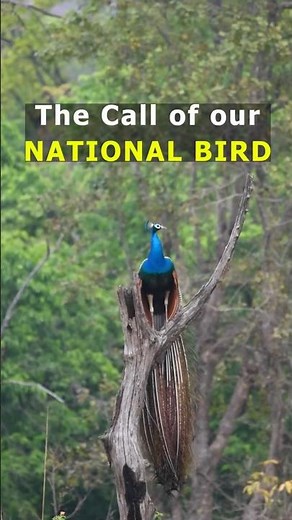 Peacock Calling: Nature’s Most Majestic Sound