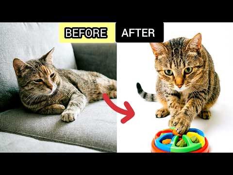 10 Daily Habits that Will Make Your Cat SMARTER 