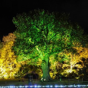 Come and enjoy the magical illumination of RHS Garden Rosemoor. Based in and around Rosemoor’s Formal Garden, Stream Field, Lake and Long Borders, the magical illuminations use remarkable, hi-tech colour changing lights, illuminating the garden in the depths of winter. #RosemoorGlow | RHS Garden Rosemoor