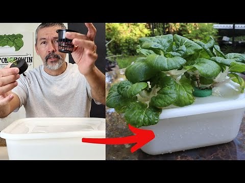 Transplanting Microgreens into Hydroponic Grow Box with Air Stone