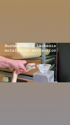 Bushmaster, venom , medicine, antivenom, venom is life, saving lives, pitviper | Kentucky Reptile Zoo