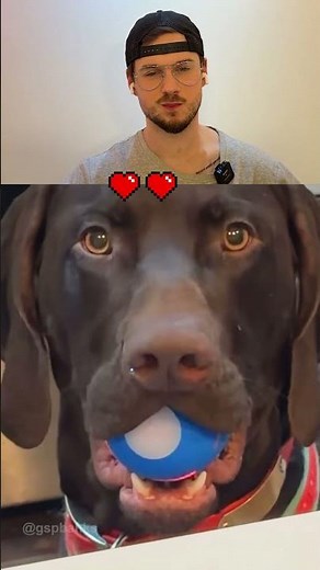 Try not to Laugh 🤫😭 | 539 #funny