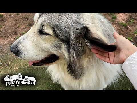 町の家の娘の訪問がとても嬉しかったアランとベルとリリーです Great Pyrenees グレートピレニーズ