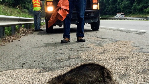 Squirrels, beaver and deer: What Rhode Islanders are salvaging from the streets and why.