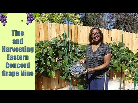 Tips and Harvesting Eastern Concord Grape Vine