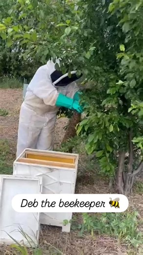Tambo Farm on Instagram: "Beekeeping is what our owner Deb does in her spare time (not that she has very much!). She’s super passionate about saving the bees 🐝 Our bee population has become too big for their hive so a new queen has been born and the hive has split. Half the bees will go with the new queen, and they’ve swarmed and gathered on a tree, surrounding the queen to protect her. It’s an opportunity to get a new hive, and help bees to survive and thrive 🐝🐝 #beekeeper #farmlife #farmlif