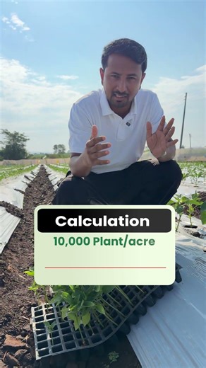 शिमला मिर्च की खेती से ₹12 लाख की कमाई! 🫑💰#indianfarmer #shorts