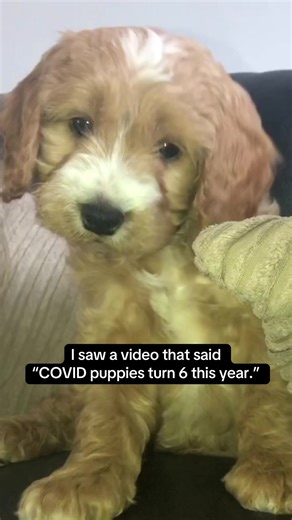 Remembering My Beloved Cockapoo Who Passed Too Soon