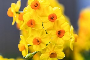March Birth Flowers: Behind Cheerful Daffodils & Jonquils | LoveToKnow
