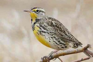 50 of The Coolest Birds to Spot in Oregon