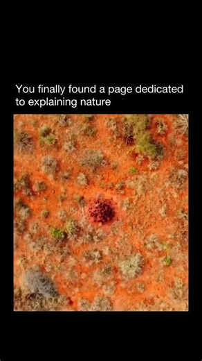 Explaining Nature on Instagram: "In the wild, survival sometimes comes down to the most unexpected alliances. Take the mongoose and the hornbill—an unlikely duo that thrives by working together. As the mongoose moves through the grass, it flushes out insects and small prey, while the hornbill stands guard from above, alerting its partner to danger. When threats like cobras appear, the two even join forces to drive them away. The mongoose doesn’t stop there. It also teams up with warthogs, climbi