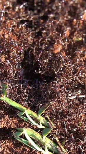 New Colony in the Making | Safari Ants #wildlife #naturephotography #siafu #safariants