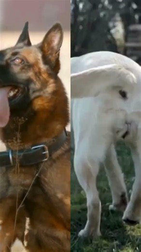 German Shepherd vs Labrador, Which Makes the Better Family Dog? #germanshepherd #gsds #dogtraining