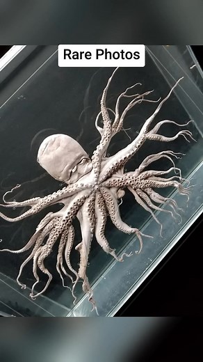 1.6M views · 35K reactions | Rare Photos That Will Flip Your View of Reality! | Ｌｏａｄｉｎｇ ．．． | Facebook