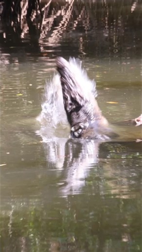 🐊David White, crocodile guide | 🎬 ON-SET SCENES 🎬 Sometimes tempers flare between co-stars — and yesterday’s episode features two leading ladies of the lagoon, two... | Instagram