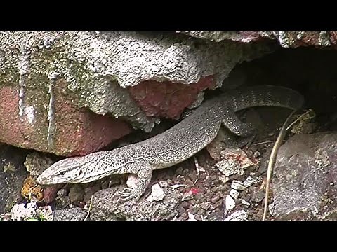 Common indian monitor lizard, Varanus bengalensis, Ghorapad,by Shirishkumar Patil