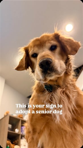 Adopting the oldest dog in the shelter continues to prove to be our greatest joy. We caught Mulligan’s first zoomies on video yesterday and we are so happy. After losing 15 pounds in the 7 months with us, his arthritis is feeling better and his energy has skyrocketed. Pick the old dog. You won’t regret it 🤍 #seniordog #rescuedog #zoomies #goldenretrieverlovers #dogjoy | Mulligan: The Do-Over Dog