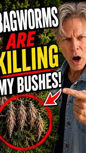 🐛Bagworms Are Killing My Bushes! Save Yours Before It’s Too Late! 🐛