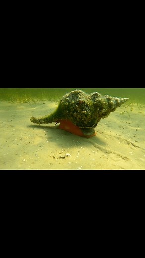 12K views · 197 reactions | Have you ever witnessed a shell walking! This is the Florida horse conch walking along the bay bottom #WildlifePhotography #fypシ #PCB #springiscoming #30a #marinelife #nature #naturephotography #naturelovers #sealife | Shell Island Dolphin Tours LLC | Facebook