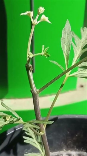🧬 Grafting Systems in Cannabis (Legítimo Line)