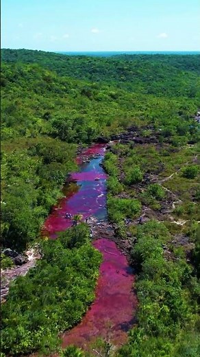 The River That Breaks Every Color Rule #canocristales #viral #colombia