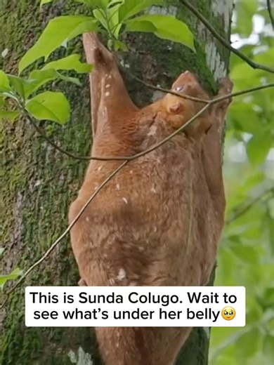 Beyond the Wildlife on Instagram: "The Sunda colugo, often called the flying lemur, is a shy, tree-dwelling mammal found in Southeast Asia. It does not truly fly, but glides using a large skin membrane that stretches between its limbs and tail, allowing it to move silently from tree to tree. Colugos are mostly active at night and feed on leaves, flowers, and sap. They are known for being gentle, slow-moving, and incredibly devoted parents, with mothers carrying their young clinging to their bell