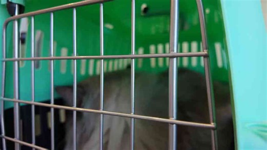 Stressed Himalayan cat calms down